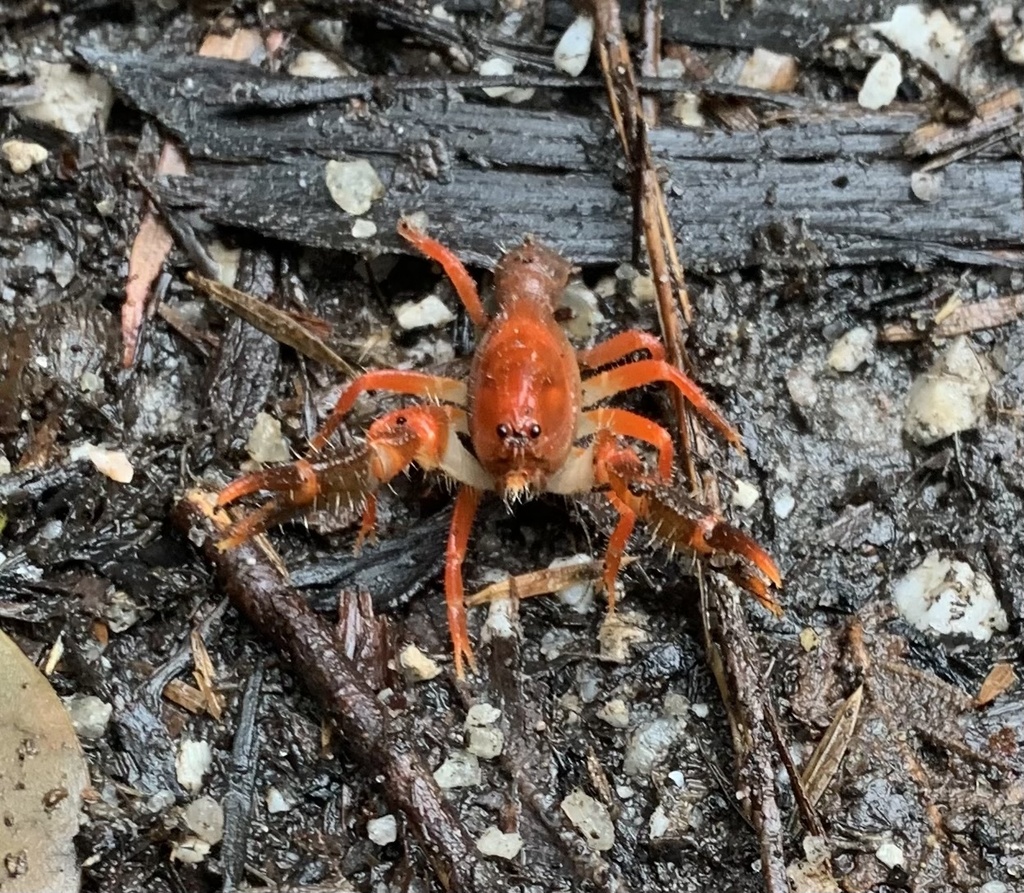 Lilly pilly burrowing crayfish