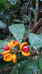 Pittosporum rubiginosum