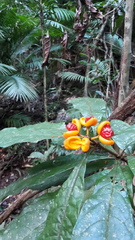 Pittosporum rubiginosum