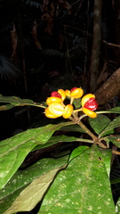 Pittosporum rubiginosum