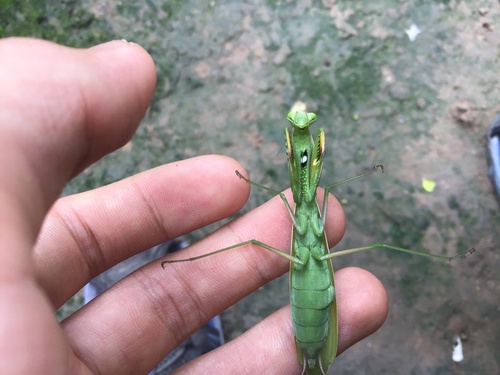 European Mantis