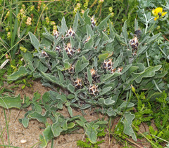 Centaurea pumilio