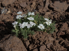 Phlox hoodii canescens