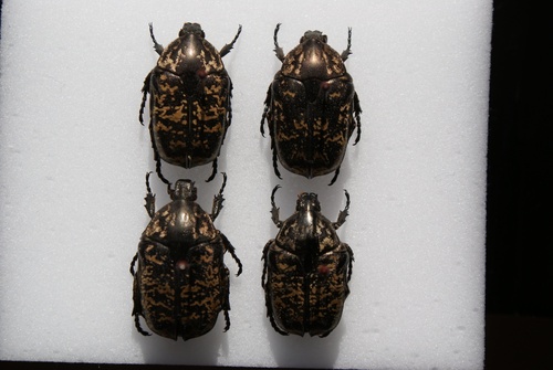 Protaetia brevitarsis