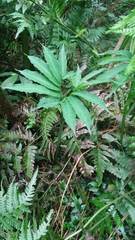 Arisaema heterophyllum