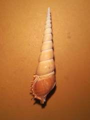 Tibia fusus