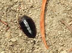 Pycnoscelus