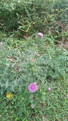 Cirsium japonicum australe