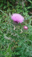 Cirsium japonicum australe