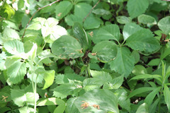 Trillium recurvatum