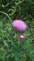 Cirsium japonicum australe