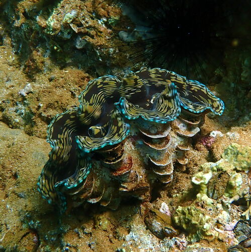 Fluted Giant Clam