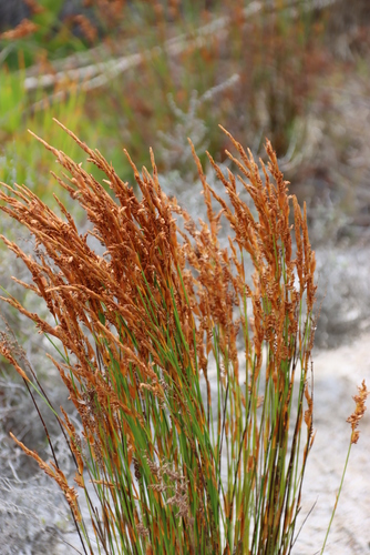 Image of Elegia spathacea by (c) Tony Rebelo, some rights reserved (CC BY-SA)