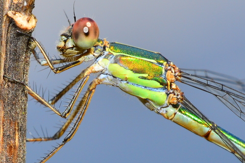 Western Willow Spreadwing
