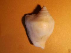 Laevistrombus canarium