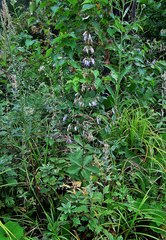 Adenophora triphylla