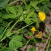 Edible Bird's-Foot-Trefoil - Photo (c) Ron Frumkin, some rights reserved (CC BY-NC), uploaded by Ron Frumkin