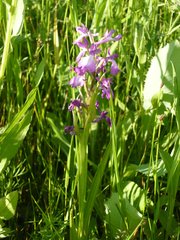 Anacamptis palustris
