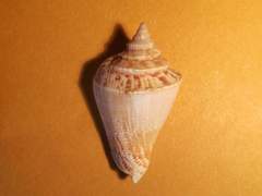 Neodilatilabrum marginatum