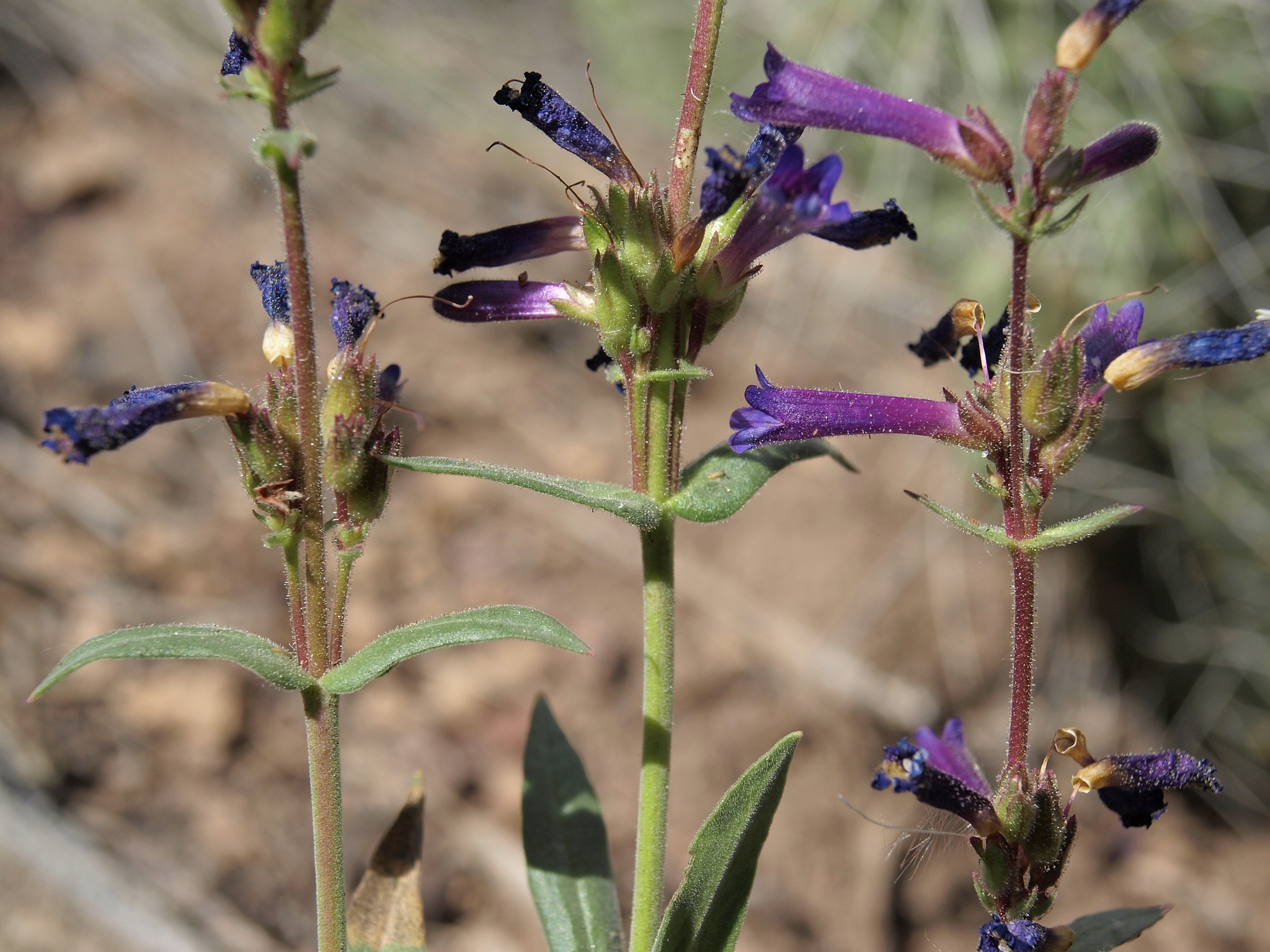 Penstemon humilis var. humilis