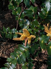 Berberis napaulensis