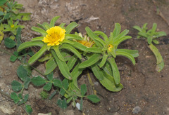 Asteriscus aquaticus