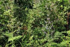 Adenophora triphylla