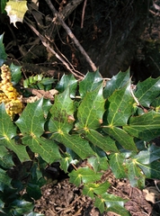 Berberis napaulensis