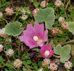 Alcea acaulis