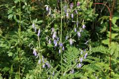 Adenophora triphylla