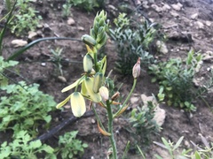 Albuca flaccida