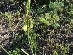 Albuca flaccida