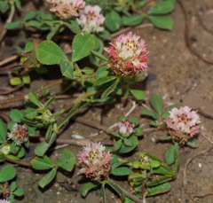 Trifolium argutum