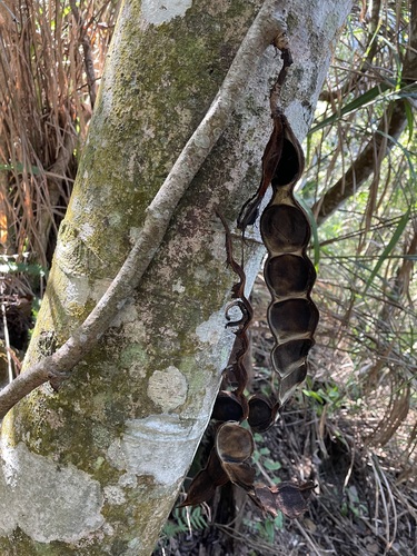 Mucuna macrocarpa iNat (1)