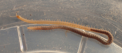 Himantariidae