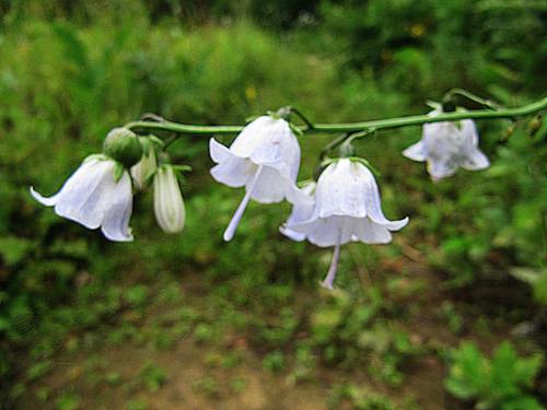 Adenophora pereskiifolia iNat (1)