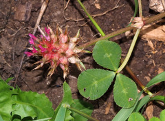 Trifolium spumosum
