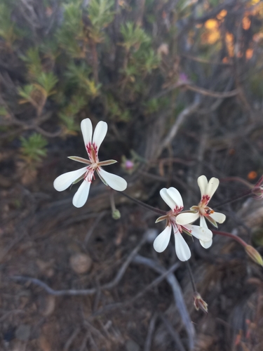 Lonehair Storksbill (Pelargonium fissifolium)