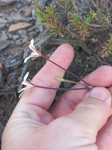 Image of Pelargonium fissifolium by (c) Brian du Preez, some rights reserved (CC BY-SA)