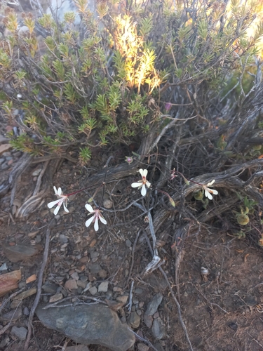 Image of Pelargonium fissifolium by (c) Brian du Preez, some rights reserved (CC BY-SA)