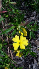 Hibbertia cuneiformis