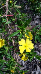 Hibbertia cuneiformis