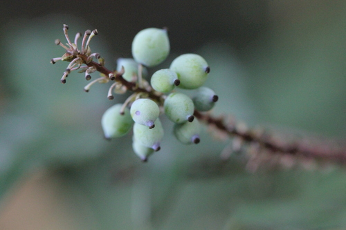 Image of Berberis oiwakensis by no rights reserved