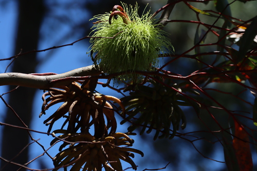 Eucalyptus conferruminata