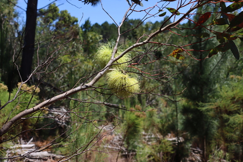 Eucalyptus conferruminata