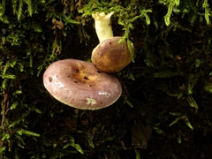 Russula roseopileata