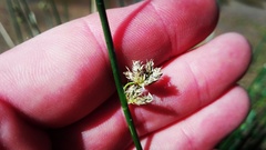 Schoenoplectus decipiens