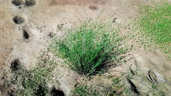 Schoenoplectus decipiens