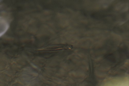 Sucker-mouth minnow (Tampichthys catostomops) — Cyprinidae