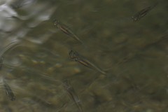 Tampichthys catostomops